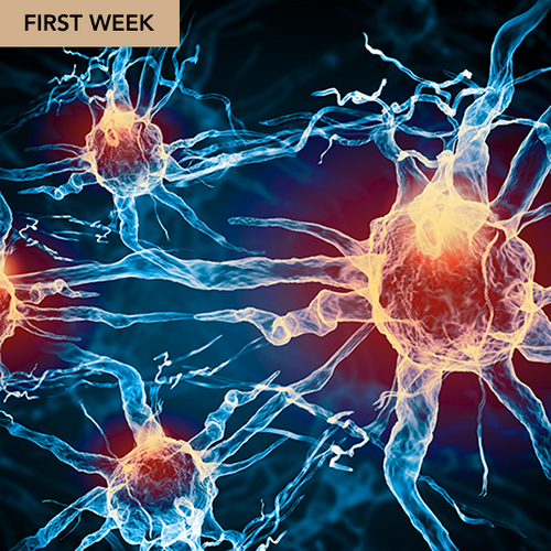 Daily Lift Shilajit Liquid Drops – Sale 19 Daily Lift Shilajit Liquid Drops – Sale