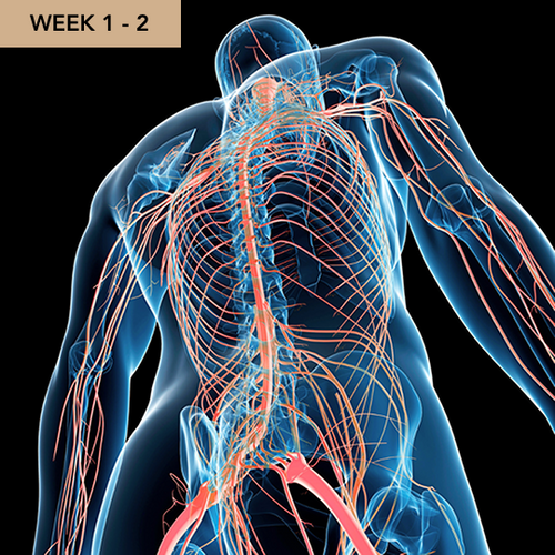 Daily Lift Shilajit Liquid Drops – Sale 20 Daily Lift Shilajit Liquid Drops – Sale