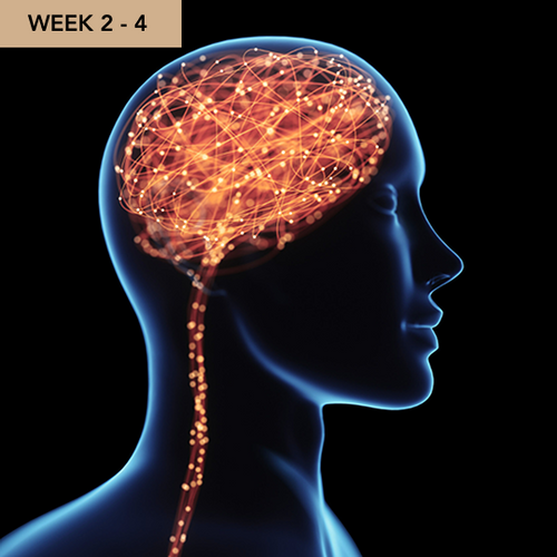 Daily Lift Shilajit Liquid Drops – Sale 21 Daily Lift Shilajit Liquid Drops – Sale