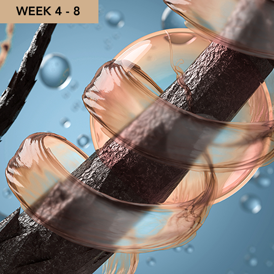 Fase 2: Mejorar y fortalecer