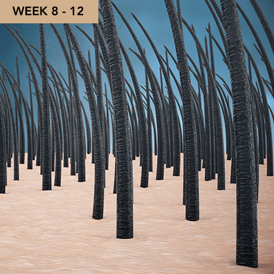 Fase 3: Bloqueo y mantenimiento